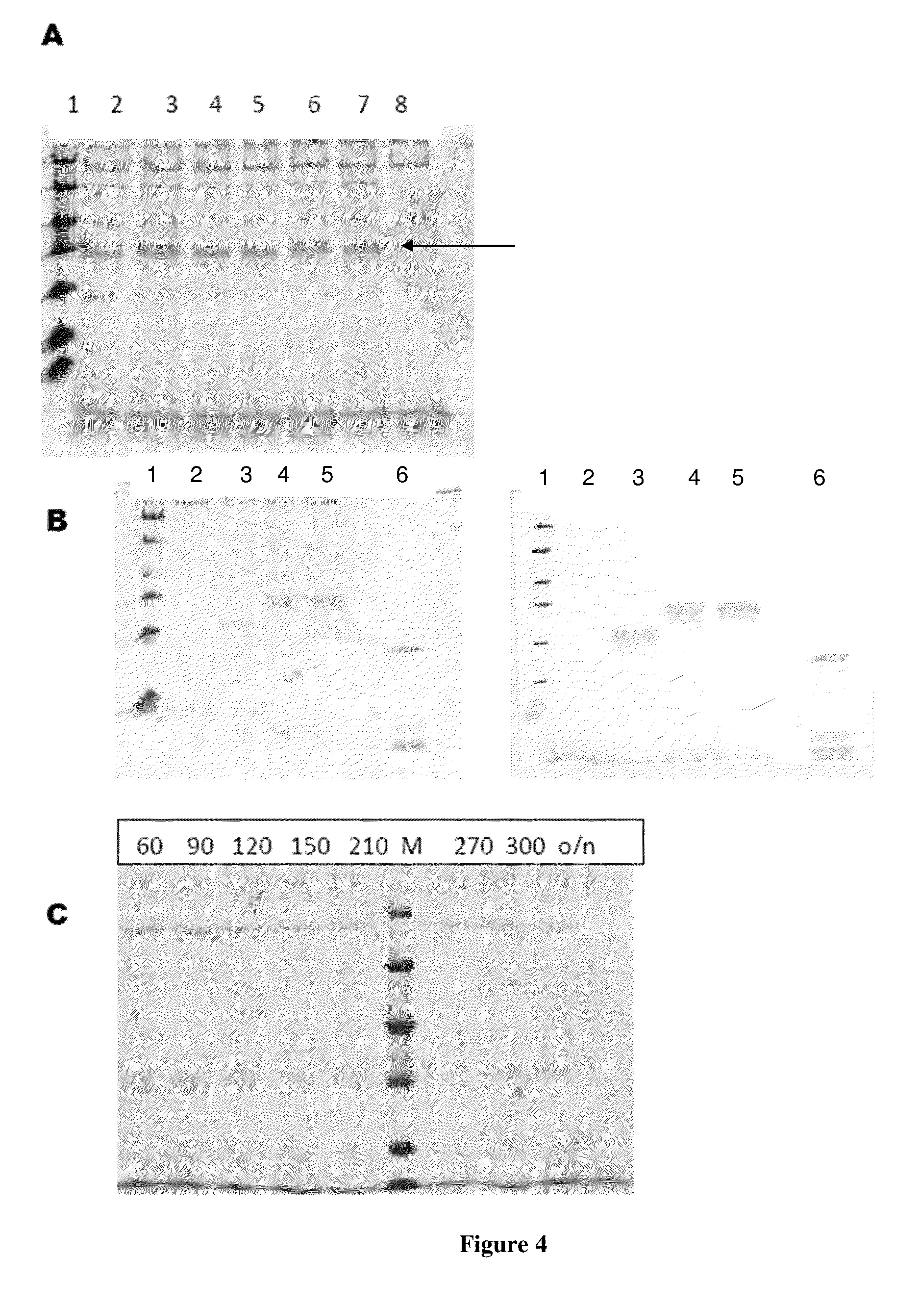 Fusion proteins and method of expression thereof