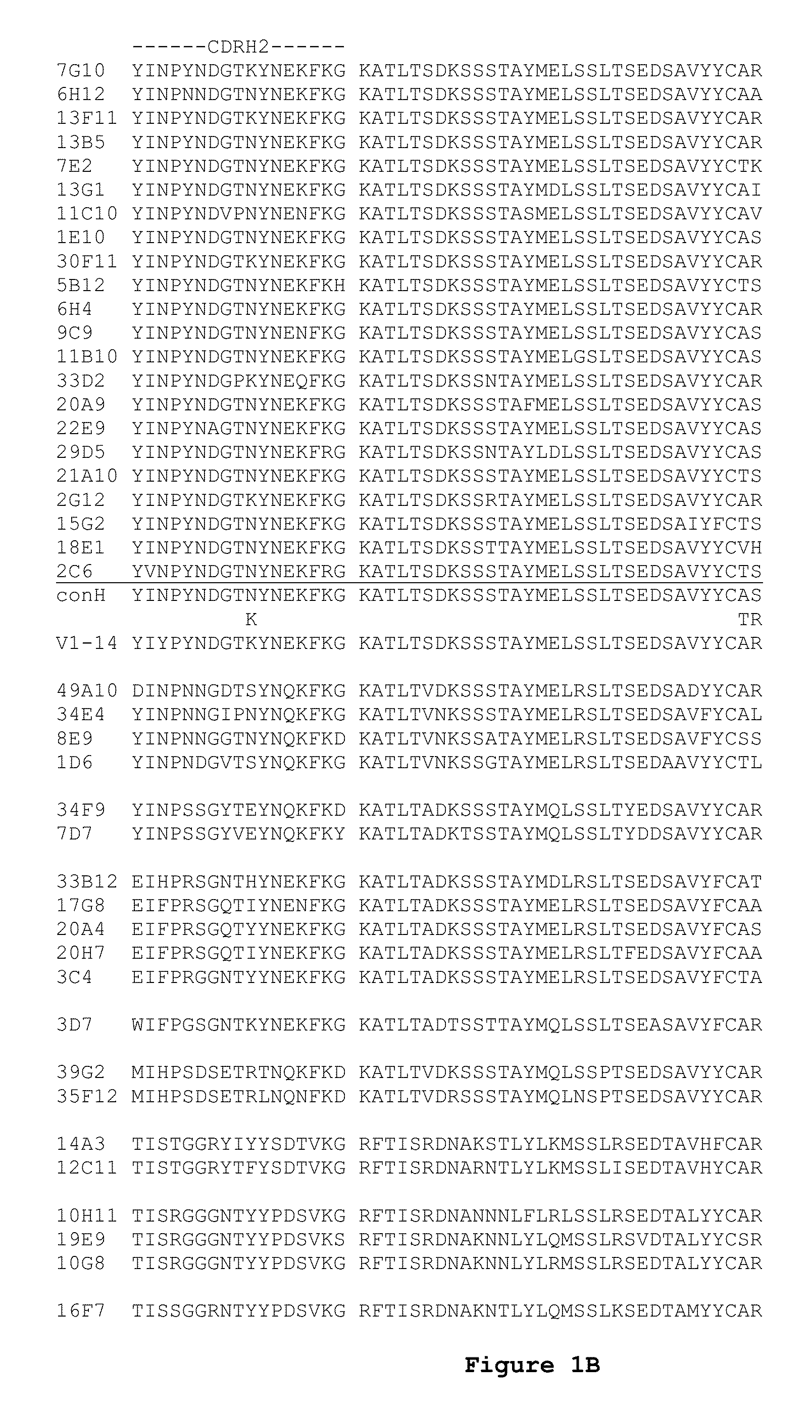 Engineered anti-IL-23p19 antibodies