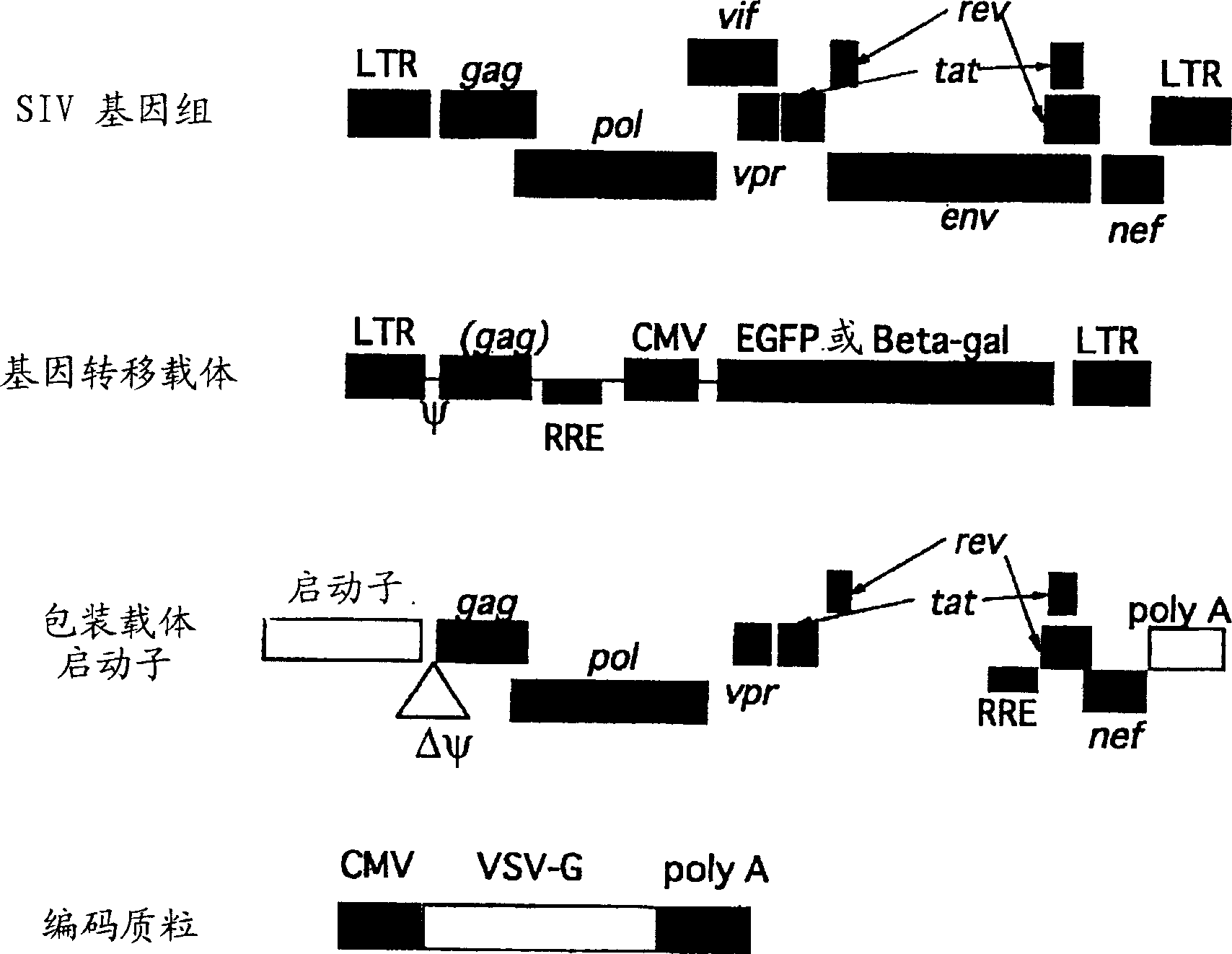 Gene transfer into primate embryonic stem cells using VSV-G pseudo type simian immunodeficiency virus vectors