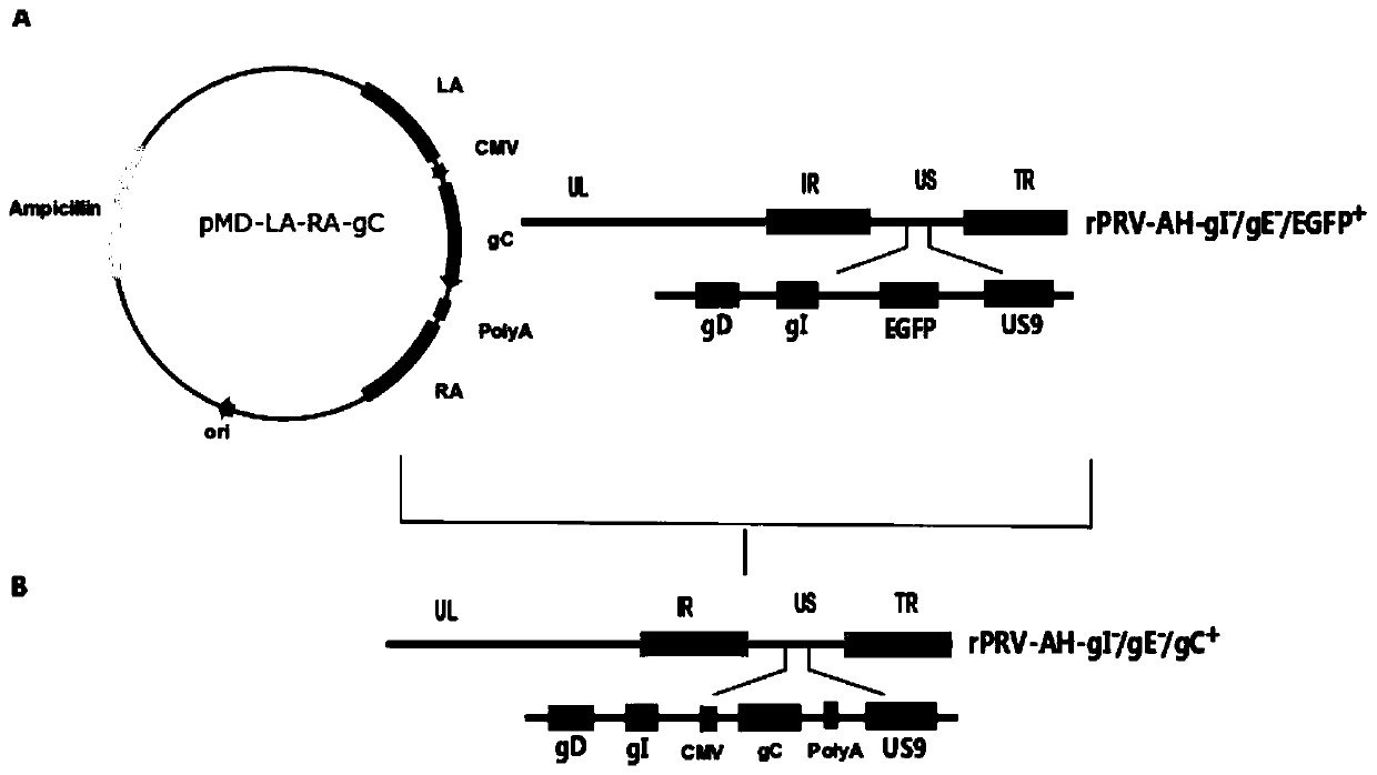 Pseudorabies virus gE/gI deletion mutant strain of double expression gC gene and construction and application thereof
