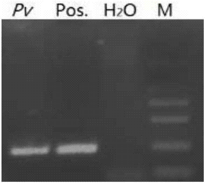Method for quickly extracting plasmodium DNA in high through-put mode and application of method