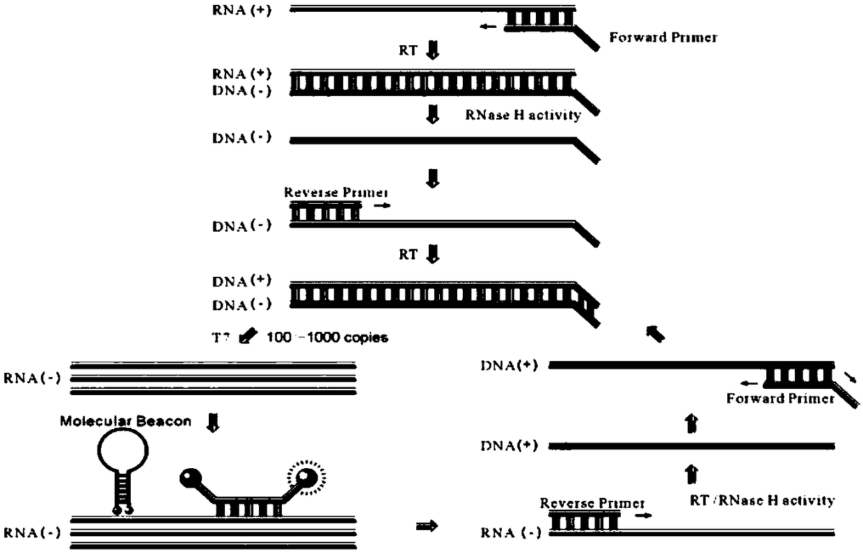 RNA (Ribonucleic Acid) target SAT (Simultaneous Amplification and Testing) based molecular biological detection method for ureaplasma urealyticum infection