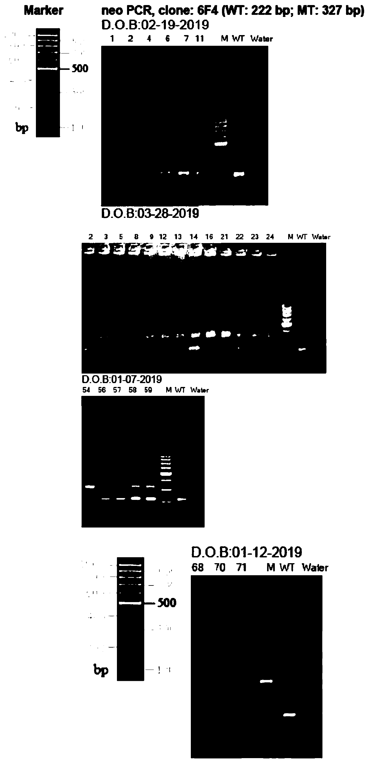 Cultivation method for mouse with kidney podocyte specific knockout lncRNA DLX6-os1 transgene