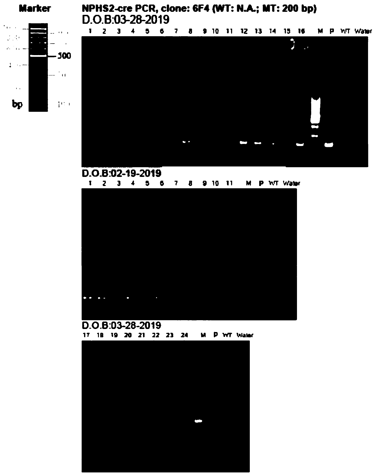 Cultivation method for mouse with kidney podocyte specific knockout lncRNA DLX6-os1 transgene