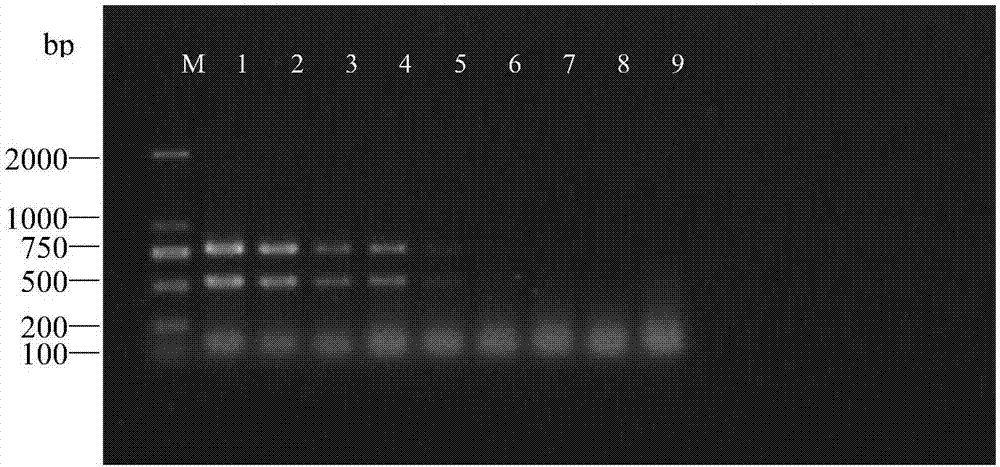 Molecular marker for identifying trichotylenchus changlingensis and application thereof