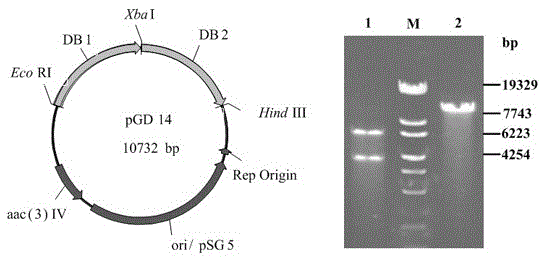A kind of engineering bacterium producing gentamicin a and its application