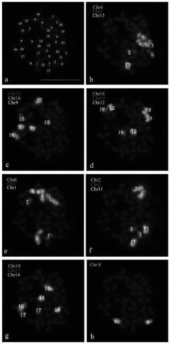 Method for identifying all chromosomes of poplar by using oligonucleotide probe