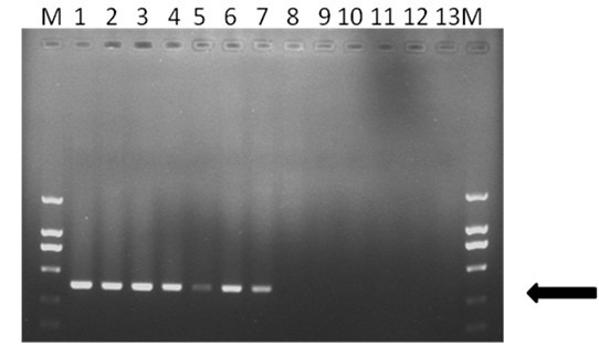 PCR (polymerase chain reaction) quick salmonella detection primer based on gyrB gene