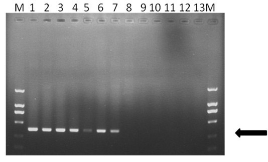 PCR (polymerase chain reaction) quick salmonella detection primer based on gyrB gene