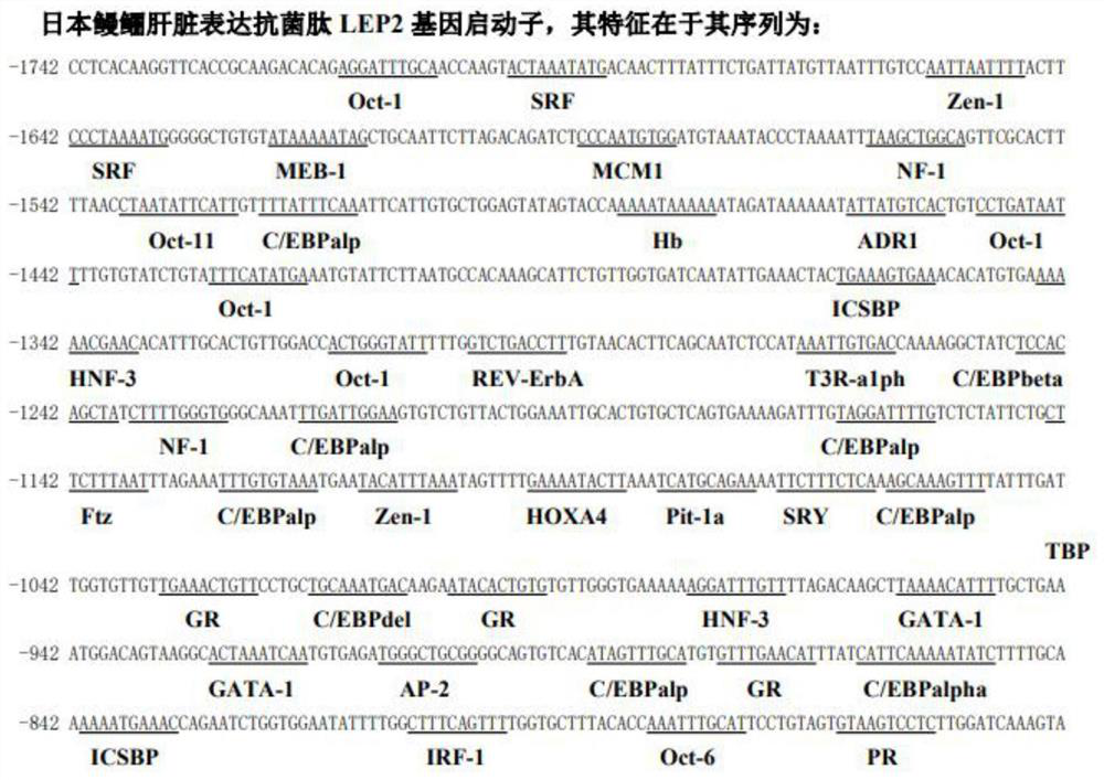 Anguilla japonica liver expression antibacterial peptide LEP2 gene promoter and application thereof