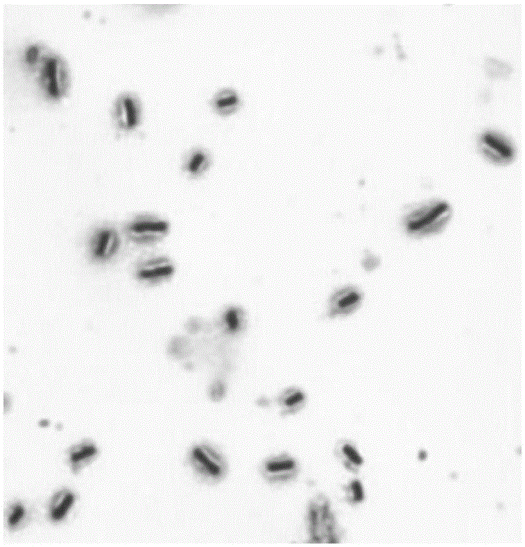 Bacillus subtilis with effect of inhibiting clostridium perfringens and application of bacillus subtilis