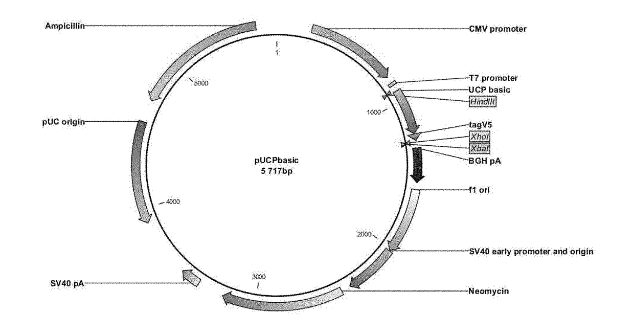 Polyepitope constructs for use in immunotherapy