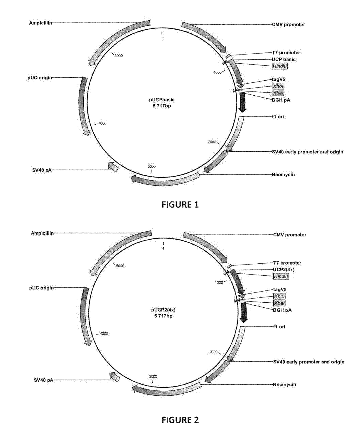 Polyepitope constructs for use in immunotherapy