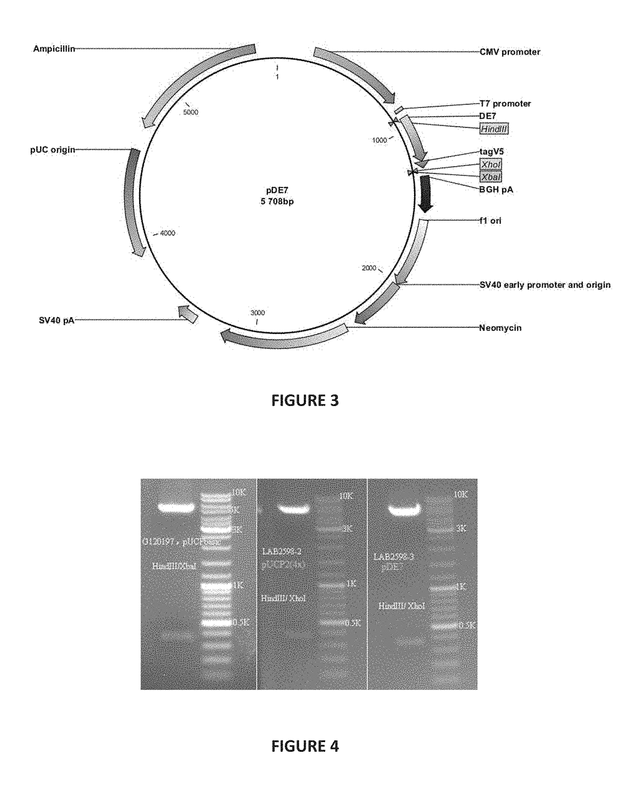 Polyepitope constructs for use in immunotherapy