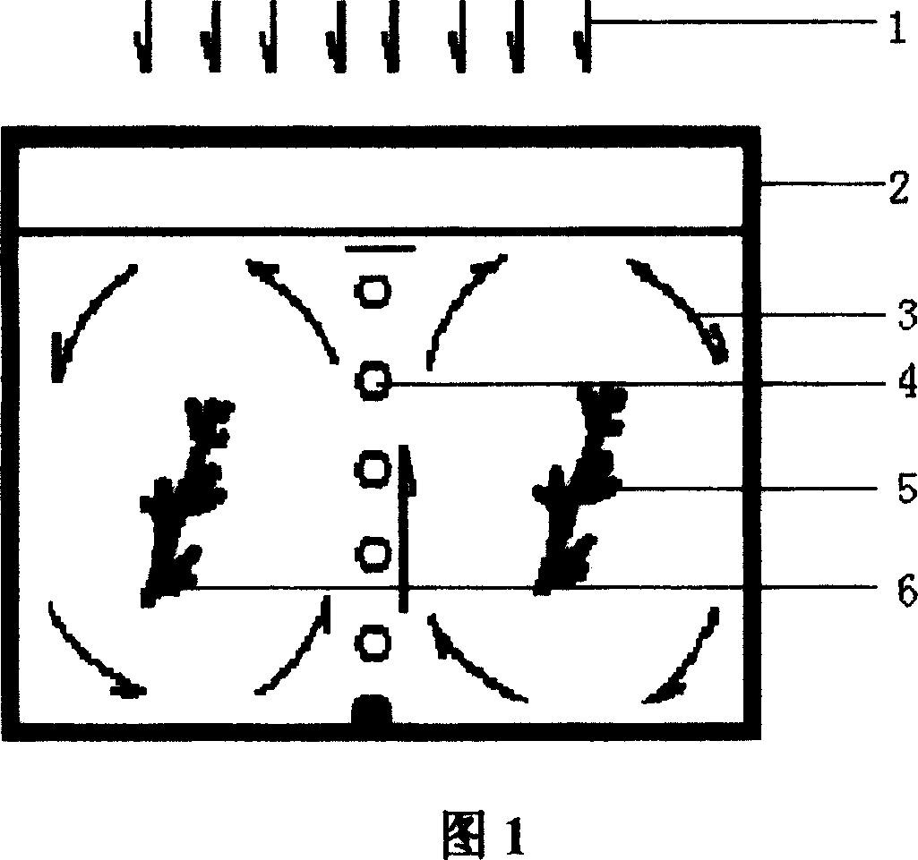 KMethod for carrying out germchit production for brown alga sargassum through breeding induction and controlled fertilization