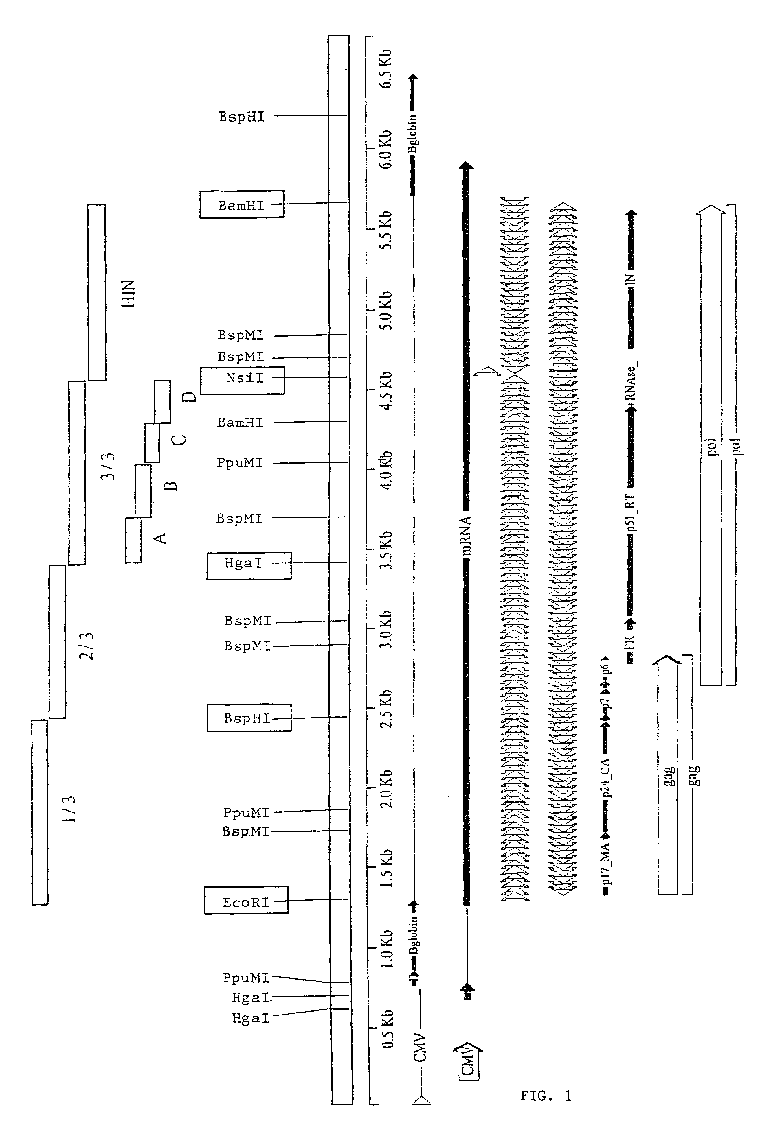 Packaging cells comprising codon-optimized gagpol sequences and lacking lentiviral accessory proteins