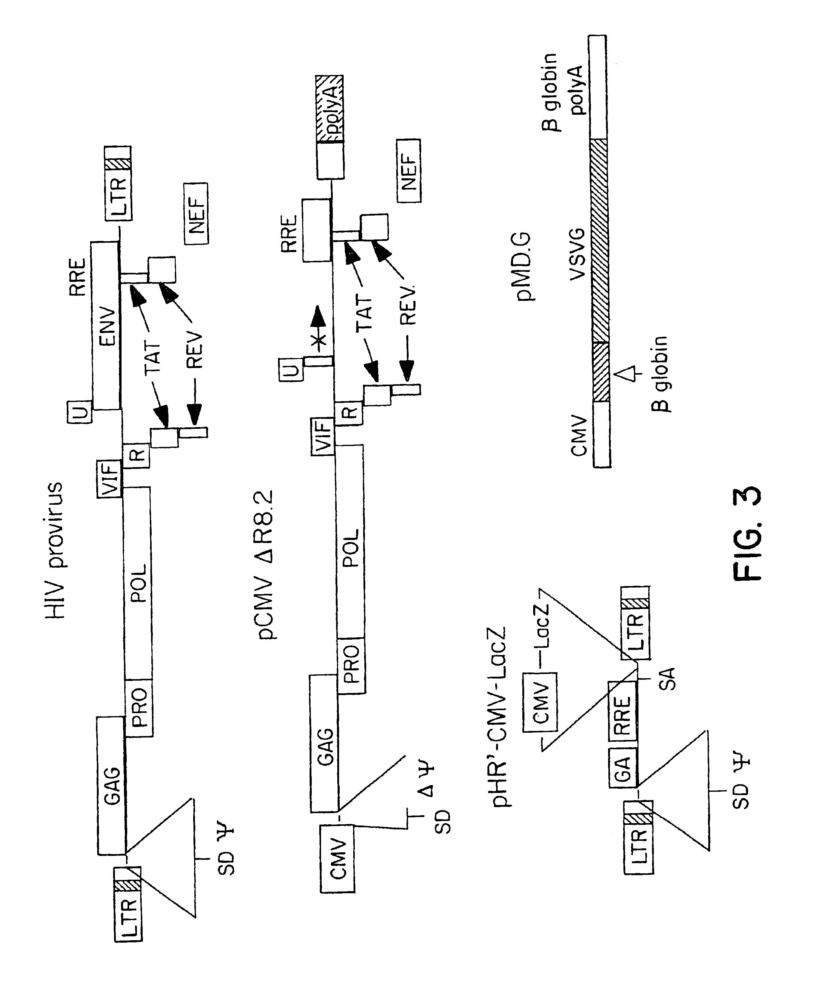 Packaging cells comprising codon-optimized gagpol sequences and lacking lentiviral accessory proteins