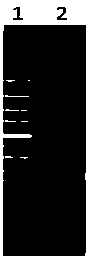 Bacillus licheniformis strain capable of realizing high production of bacitracin as well as preparation method and application thereof