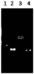 Bacillus licheniformis strain capable of realizing high production of bacitracin as well as preparation method and application thereof