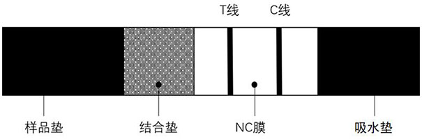 Kit for detecting folic acid content of human erythrocytes, detection method and application