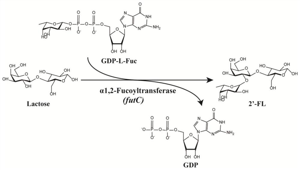 Method for increasing yield of 2'-fucosyllactose in recombinant escherichia coli