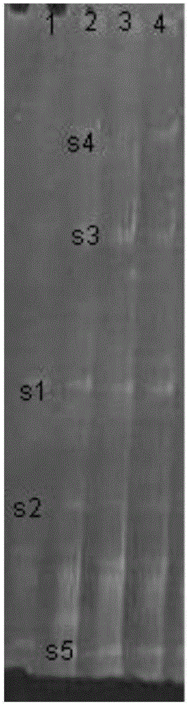 A joint method of remediation of petroleum-contaminated soil by Alkaline grass and microbiome