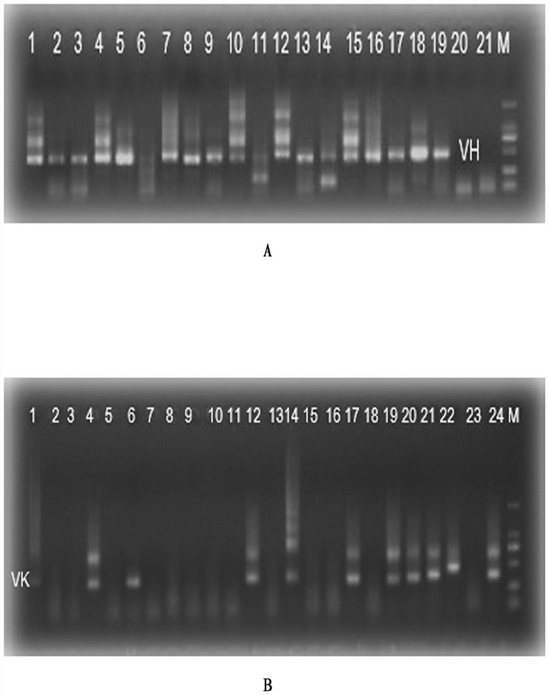 A fully human monoclonal antibody with high neutralizing activity against chikungunya and its application