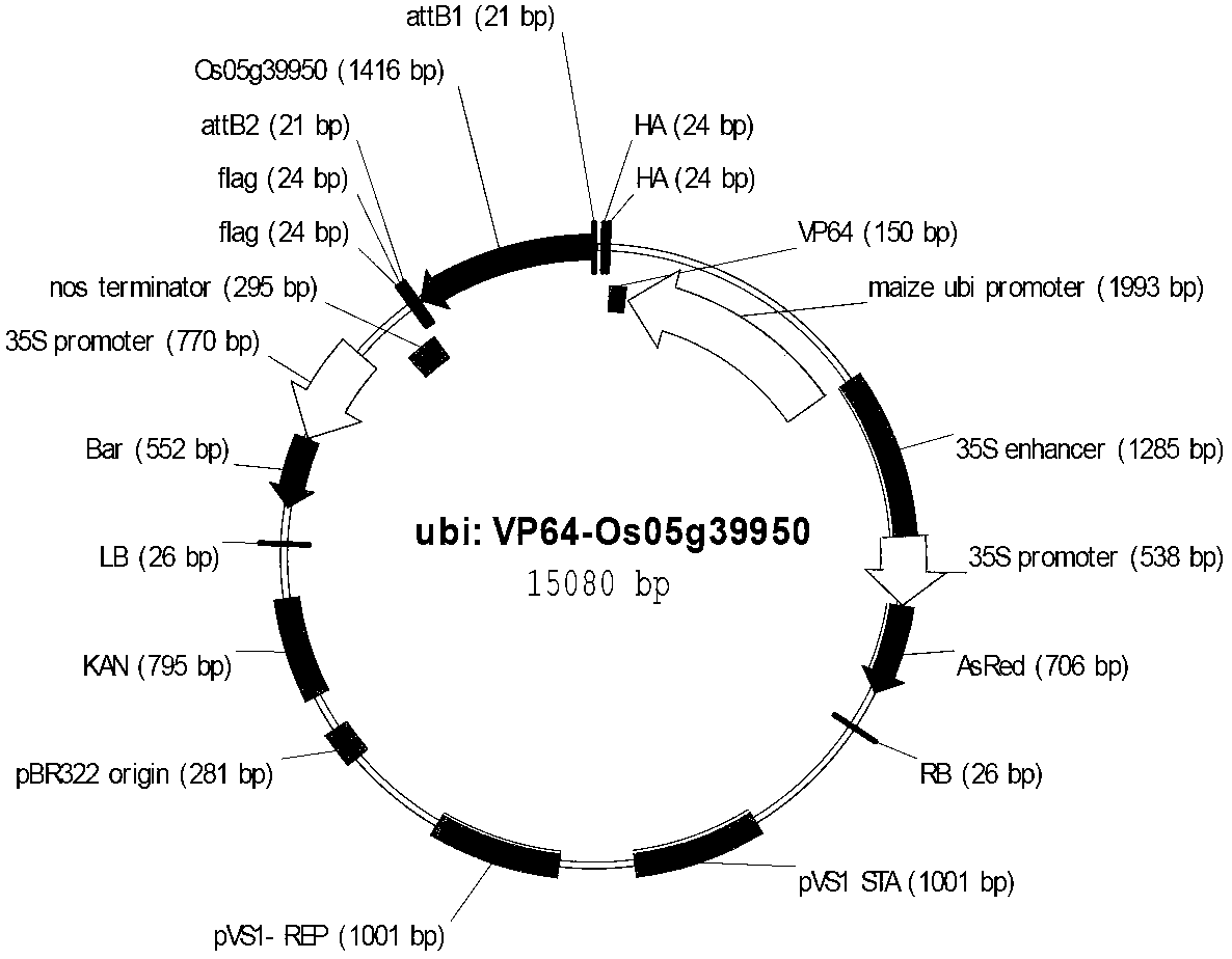 Application of rice transcription factor Os05g39950 gene