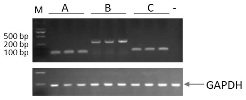 A kind of rhodosporidium toruloides rna polymerase type III promoter and application thereof