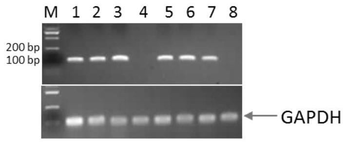 A kind of rhodosporidium toruloides rna polymerase type III promoter and application thereof
