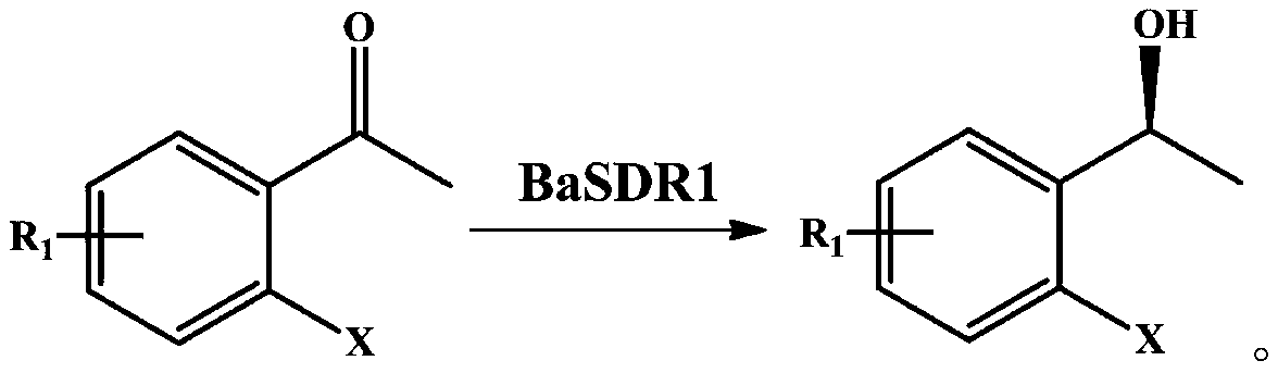 Method for catalyzed synthesis of chiral ortho-halo-alpha-phenyl ethanol by carbonyl reductase