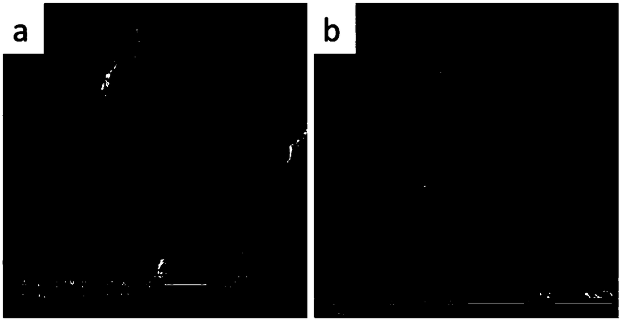 A kind of preparation method of boron nitride reinforced polymer matrix composite material with high thermal conductivity