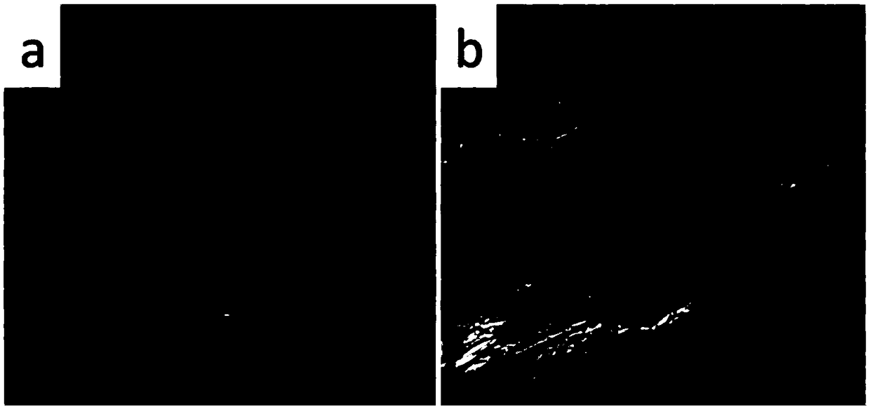 A kind of preparation method of boron nitride reinforced polymer matrix composite material with high thermal conductivity