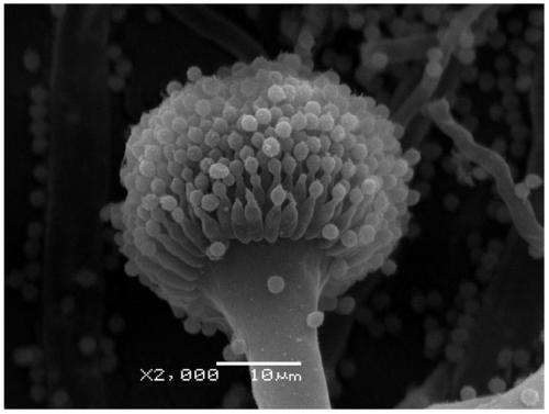 A paclitaxel-producing Aspergillus fumigatus fungus tms-26