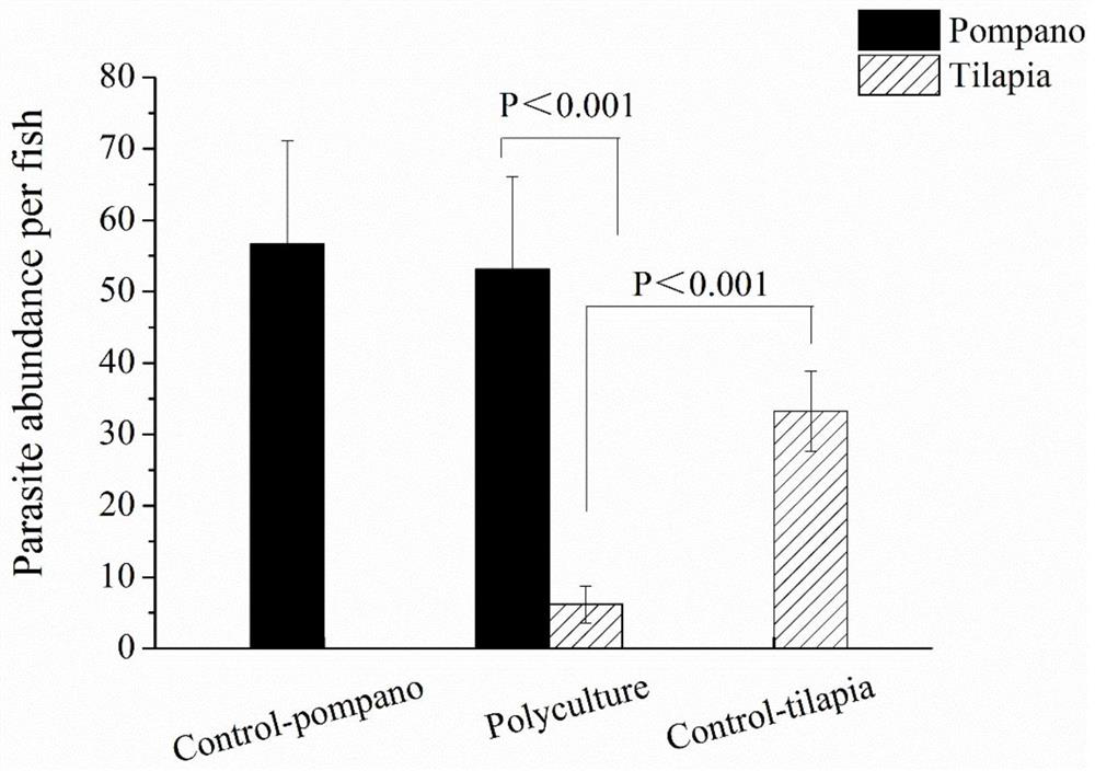 Method for biologically preventing and controlling cryptocaryon irritans infection by using tilapia mossambica