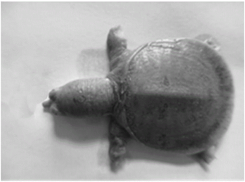 Early-period gender judging method for soft-shell turtles