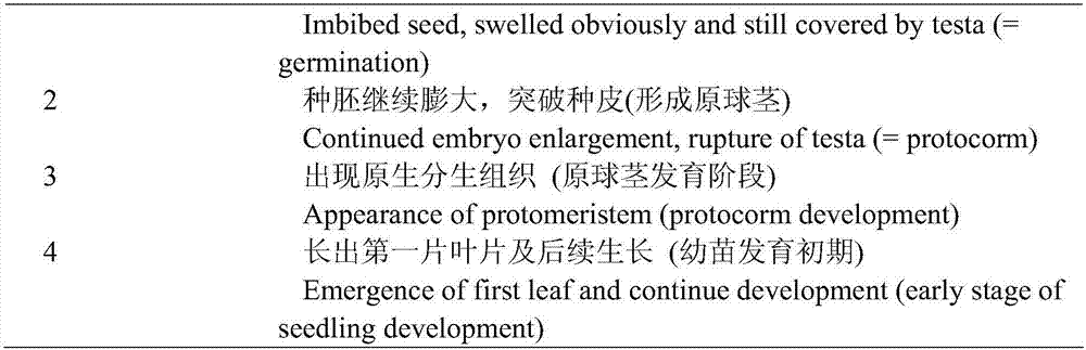 A kind of bacteria strain that promotes the germination of dendrobium dendrobium seedlings and its application