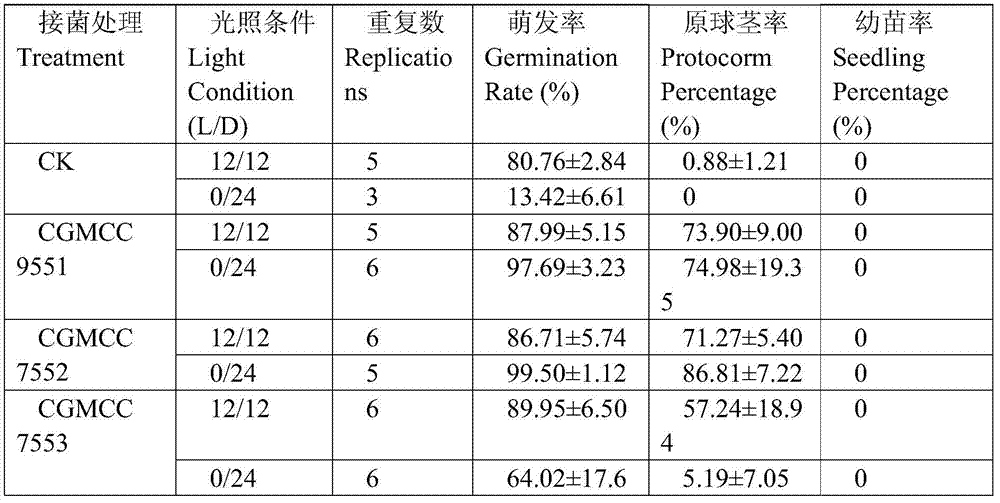 A kind of bacteria strain that promotes the germination of dendrobium dendrobium seedlings and its application
