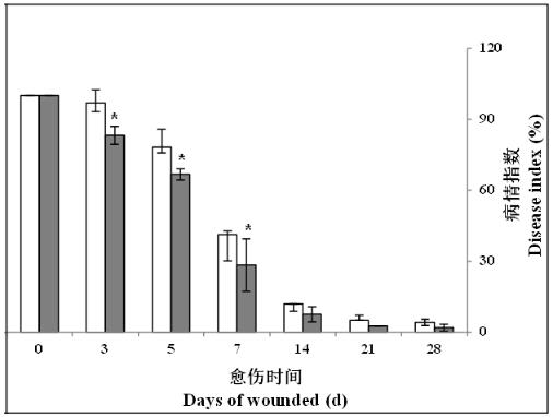 Method for promoting callus of postharvest potato tubers by Candida olive