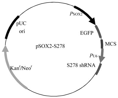 A method for overcoming transgene silencing effects by activating RNA-regulated promoters