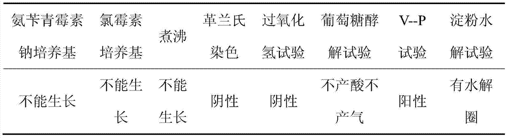 Non-spore curtobacterium and application thereof