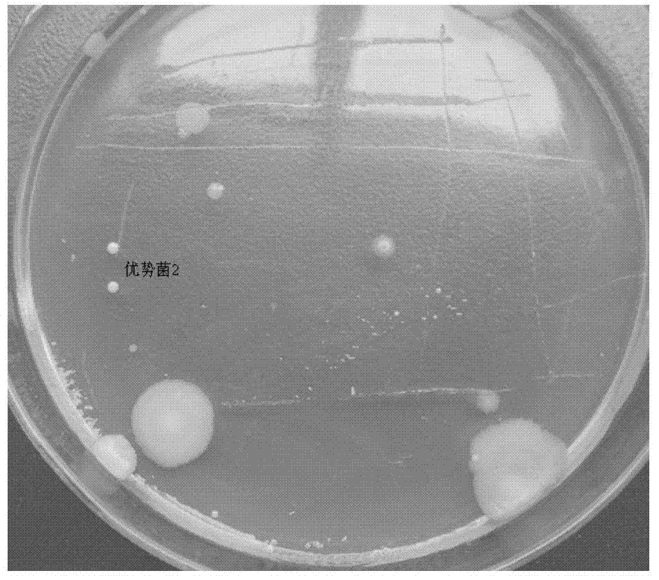 Non-spore curtobacterium and application thereof