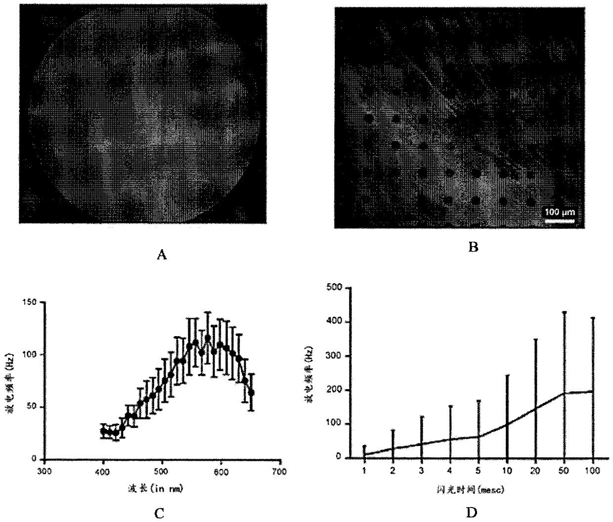 Optogenetic visual restoration using chrimson