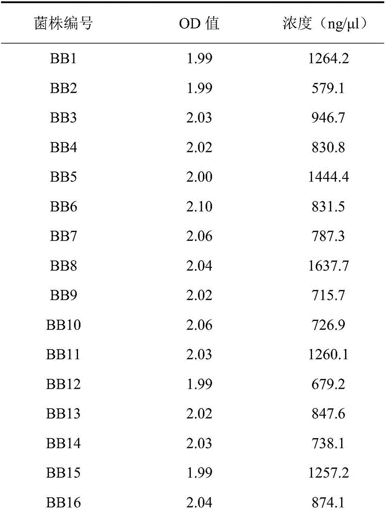 Core SNP (Single Nucleotide Polymorphism) marker for distinguishing brucella melitensis and brucellaa bortus and application of core SNP marker