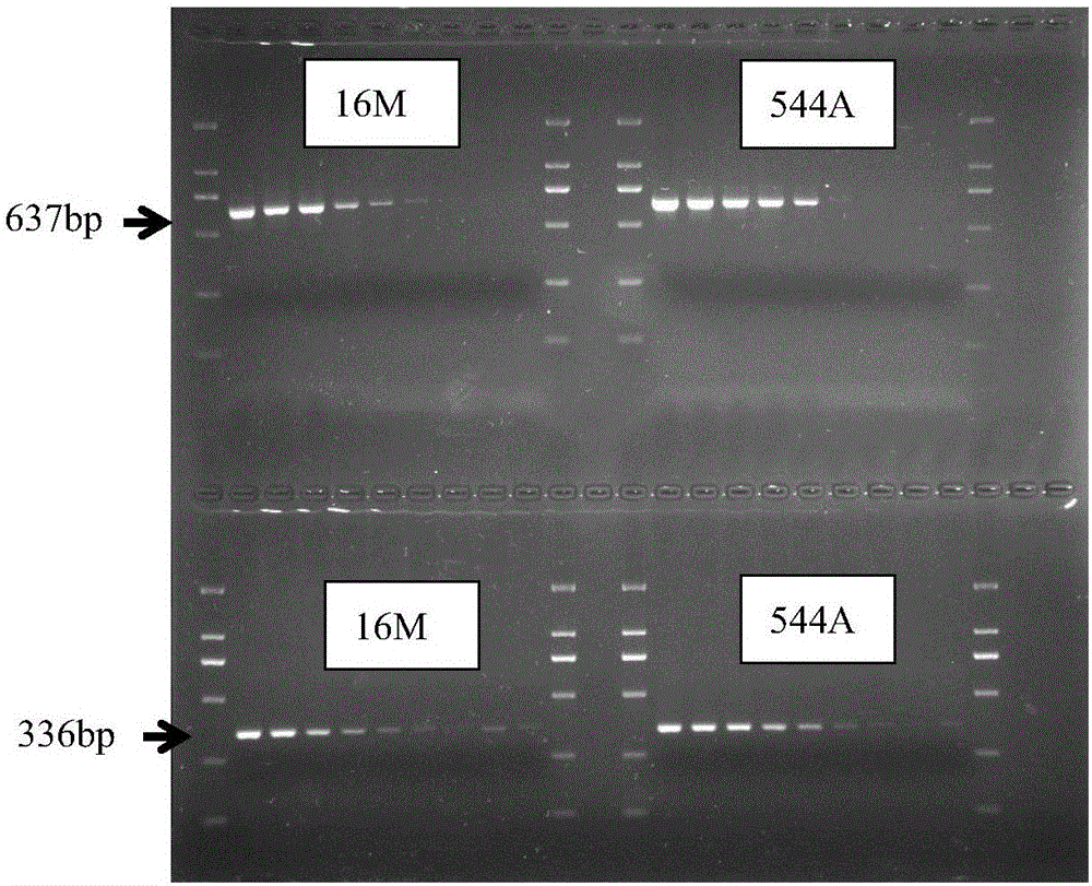 Core SNP (Single Nucleotide Polymorphism) marker for distinguishing brucella melitensis and brucellaa bortus and application of core SNP marker