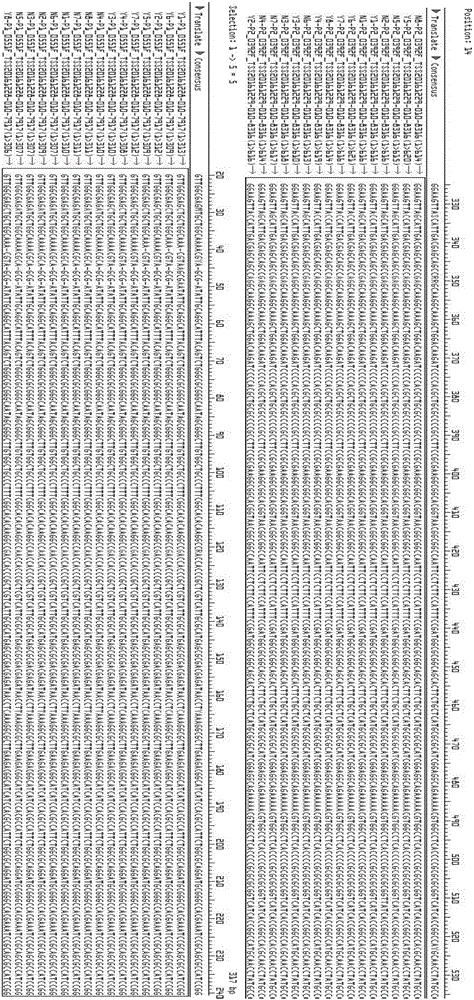 Core SNP (Single Nucleotide Polymorphism) marker for distinguishing brucella melitensis and brucellaa bortus and application of core SNP marker