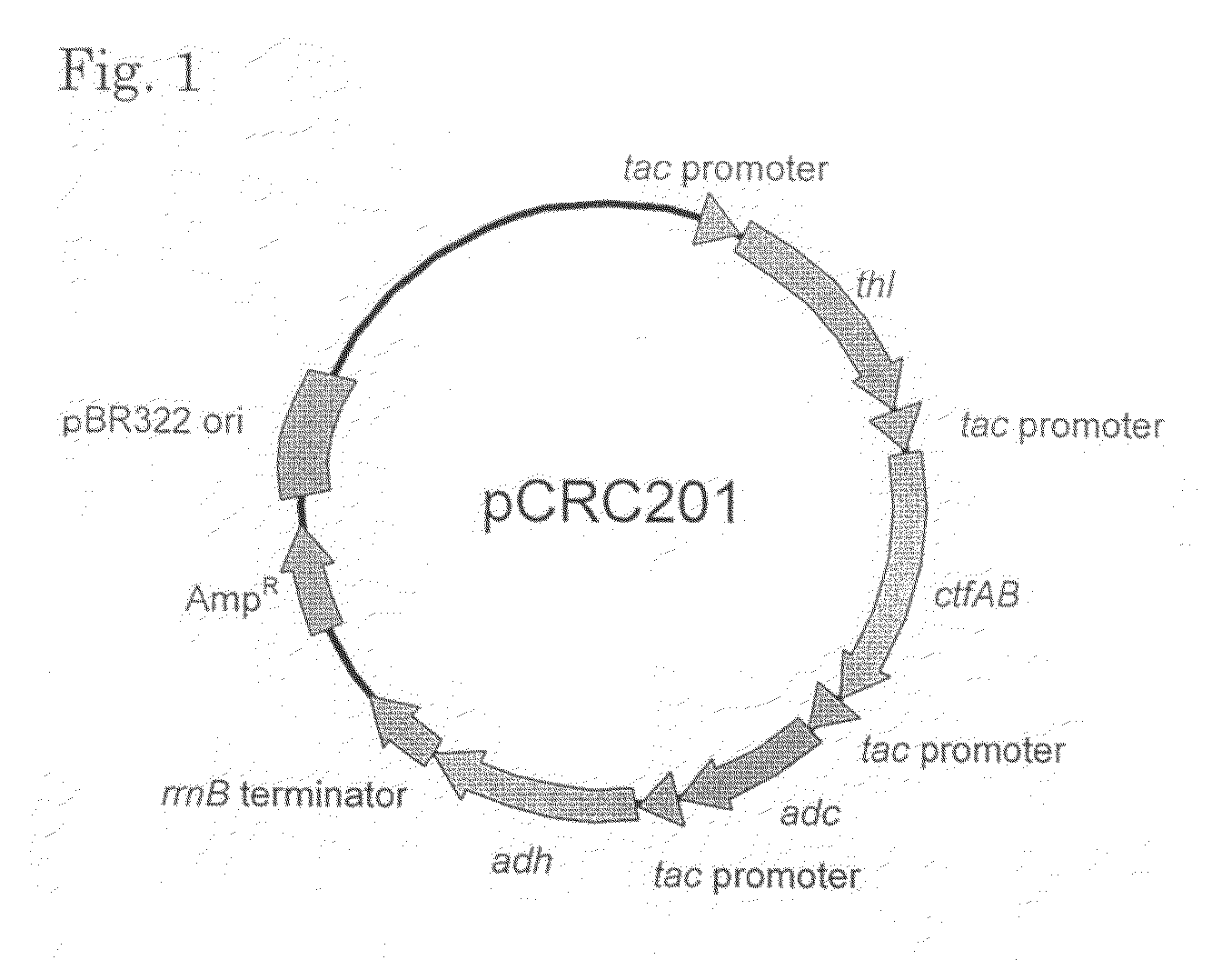 Transformant capable of producing isopropanol