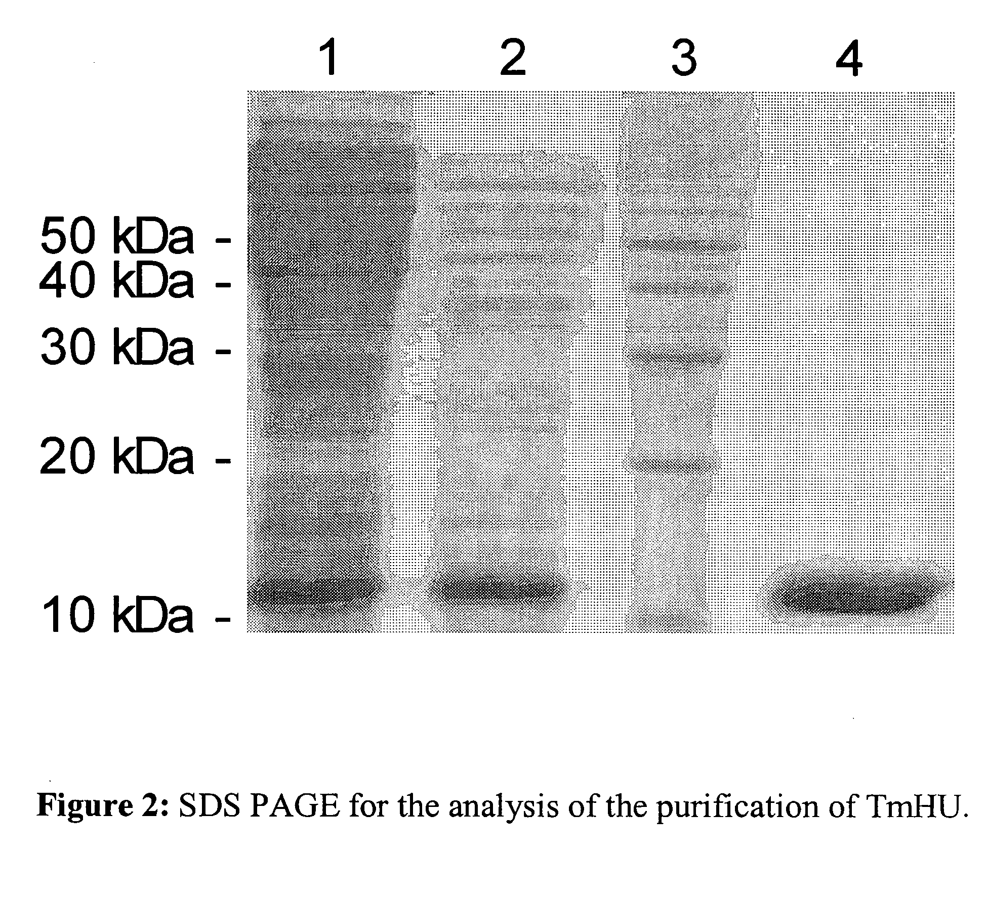 Method for transfer of molecular substances with prokaryontic nucleic acid-binding proteins