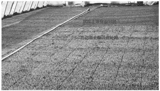 A kind of paddy rice automatic mulching seed seedling raising substrate tray and its preparation method and application