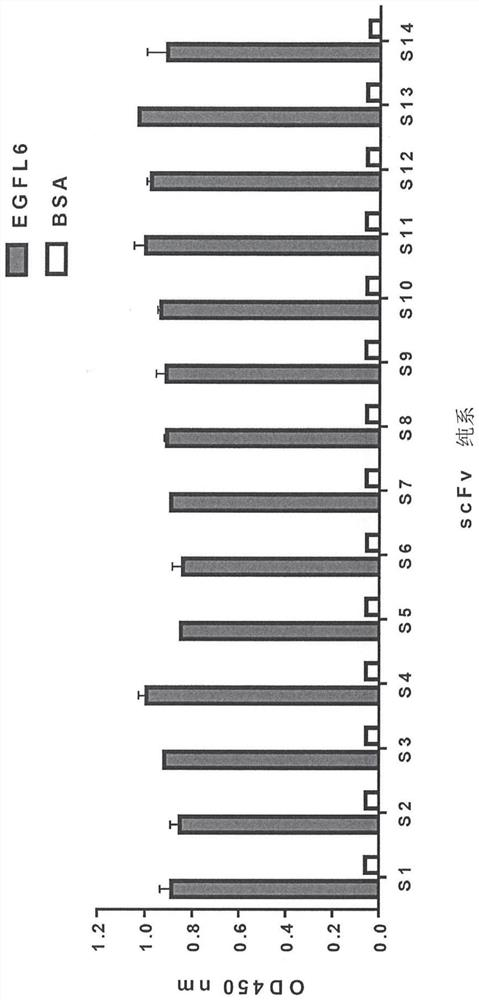 Anti-egf like domain multiple 6 (EGFL6) antibodies and their applications in cancer diagnosis and treatment